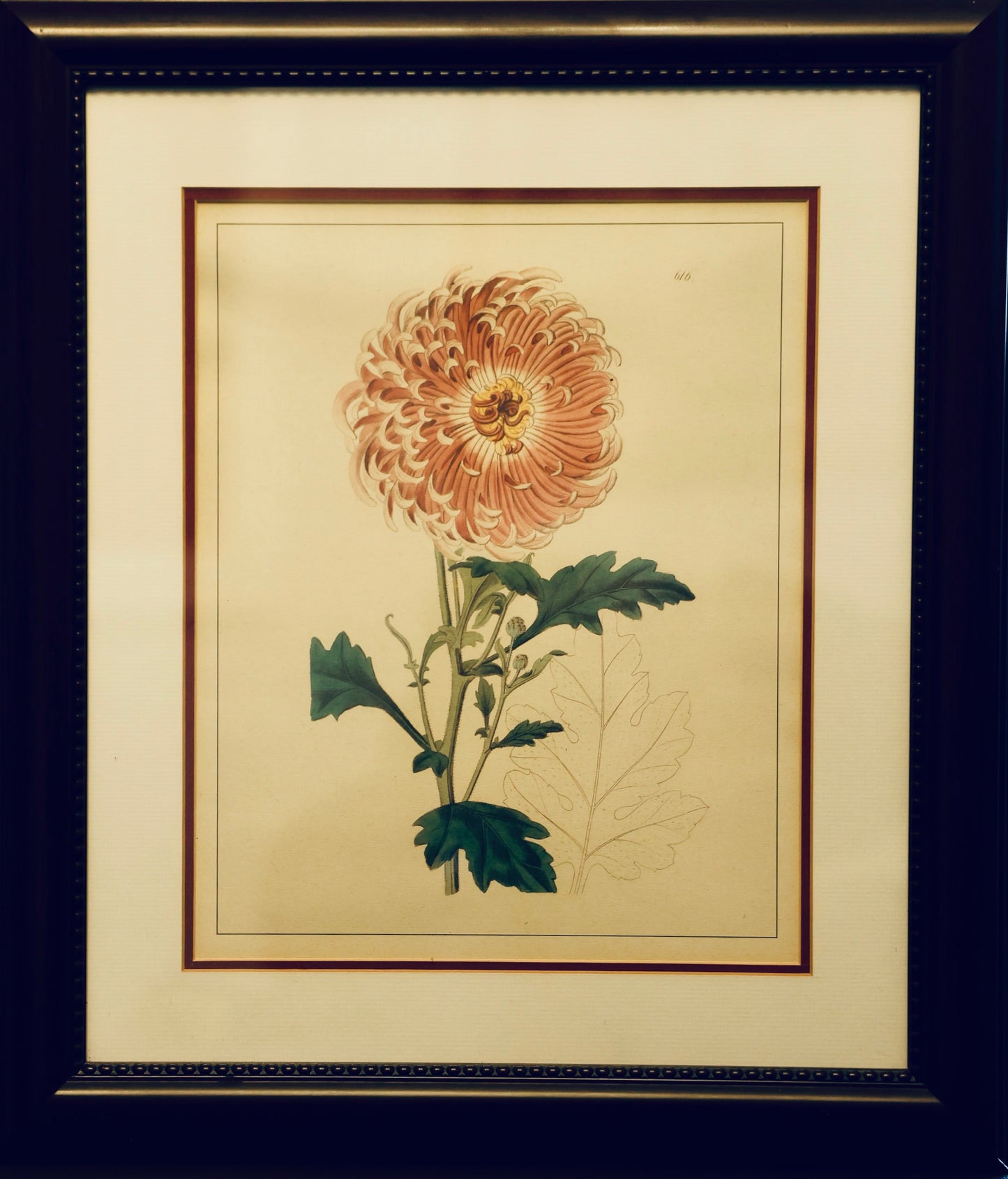 Set of six framed Botanical Prints