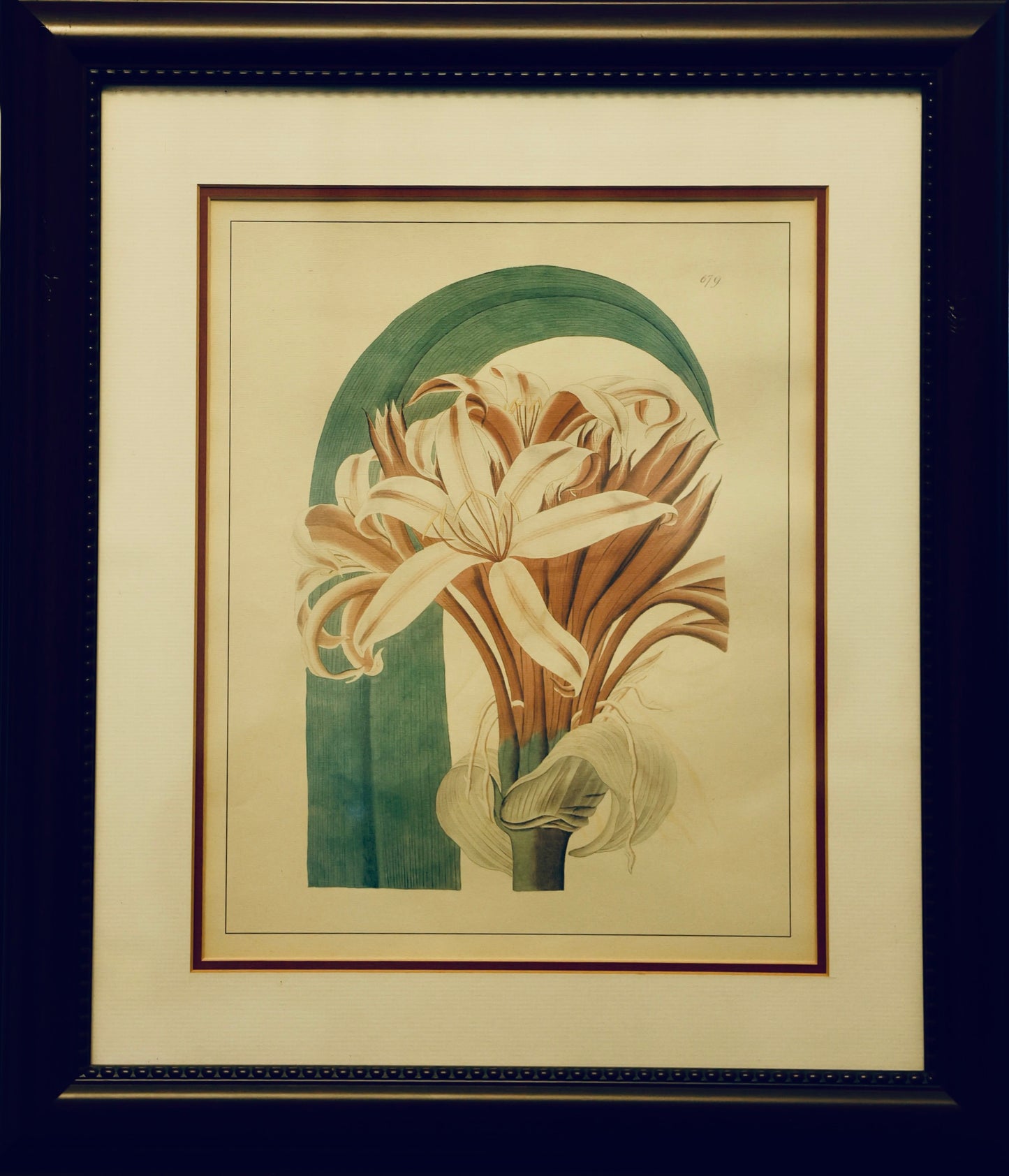 Set of six framed Botanical Prints