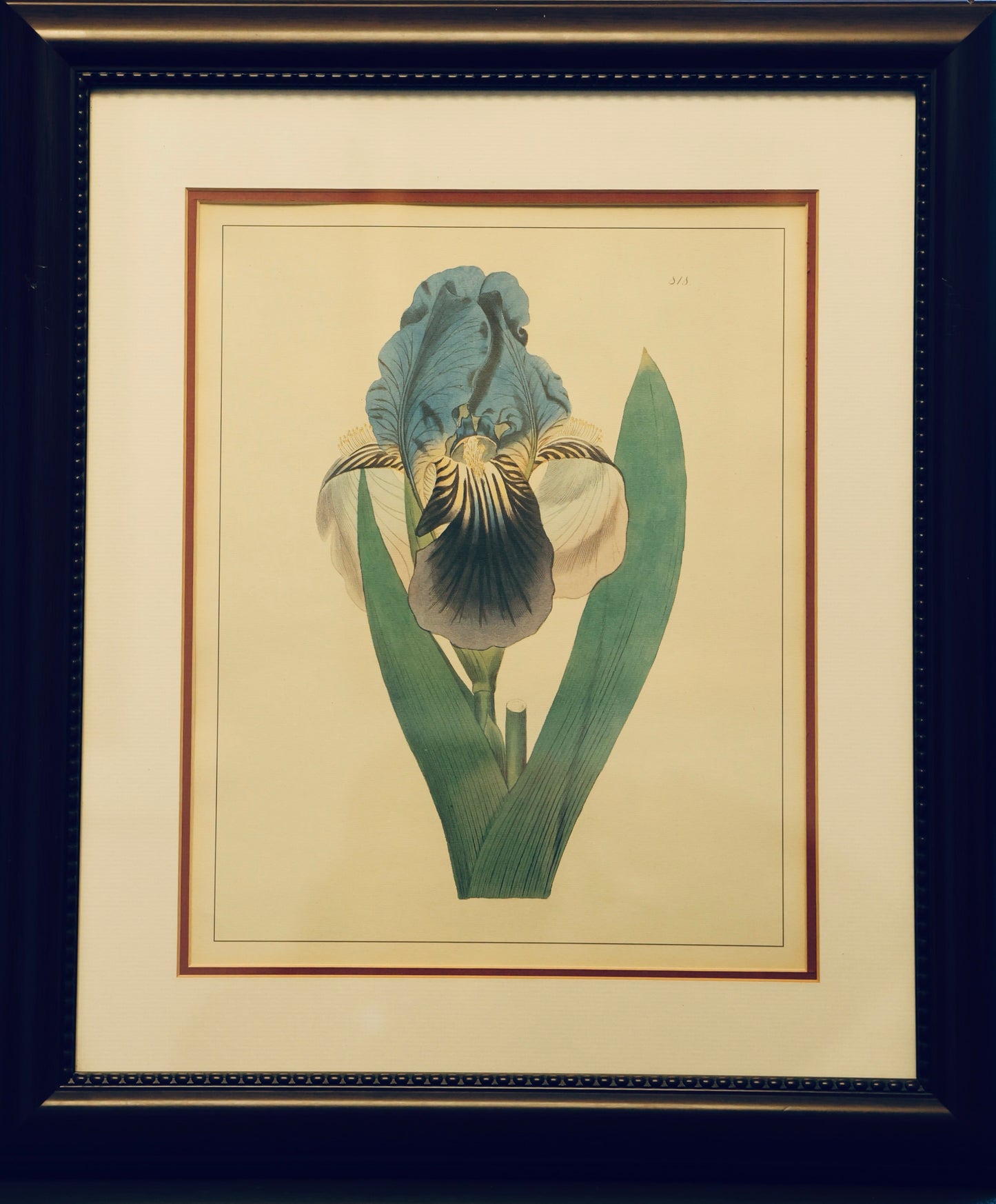 Set of six framed Botanical Prints