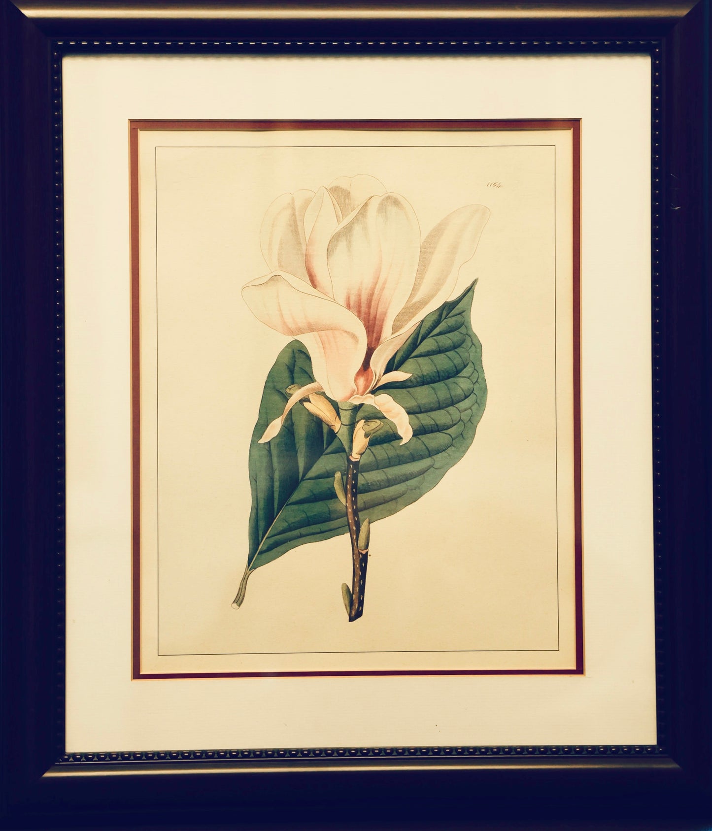Set of six framed Botanical Prints
