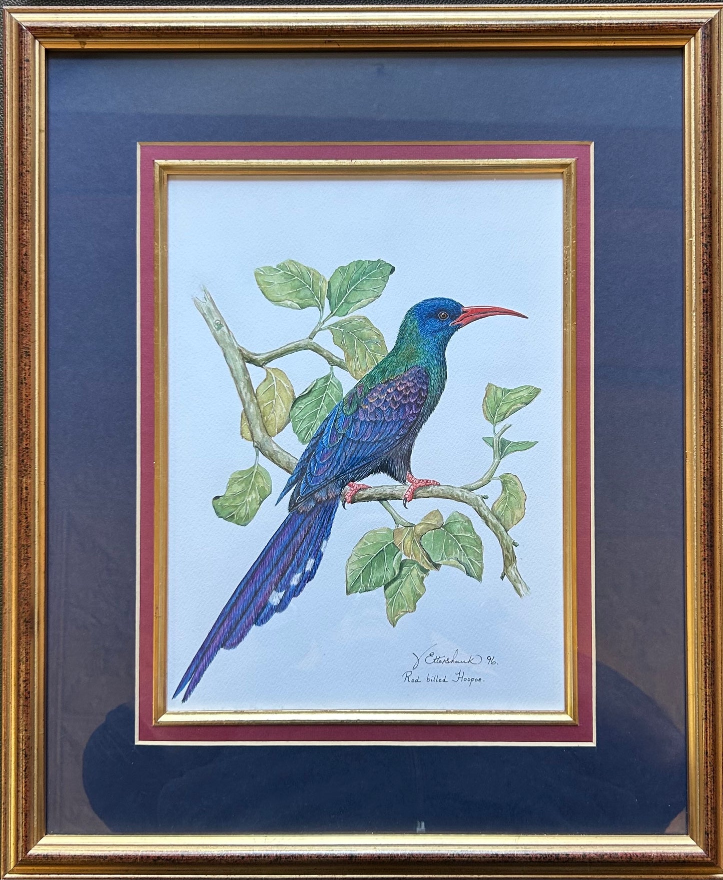 Valerie ETTERSHANK signed and dated '96, watercolour - Redbilled Hoopoe