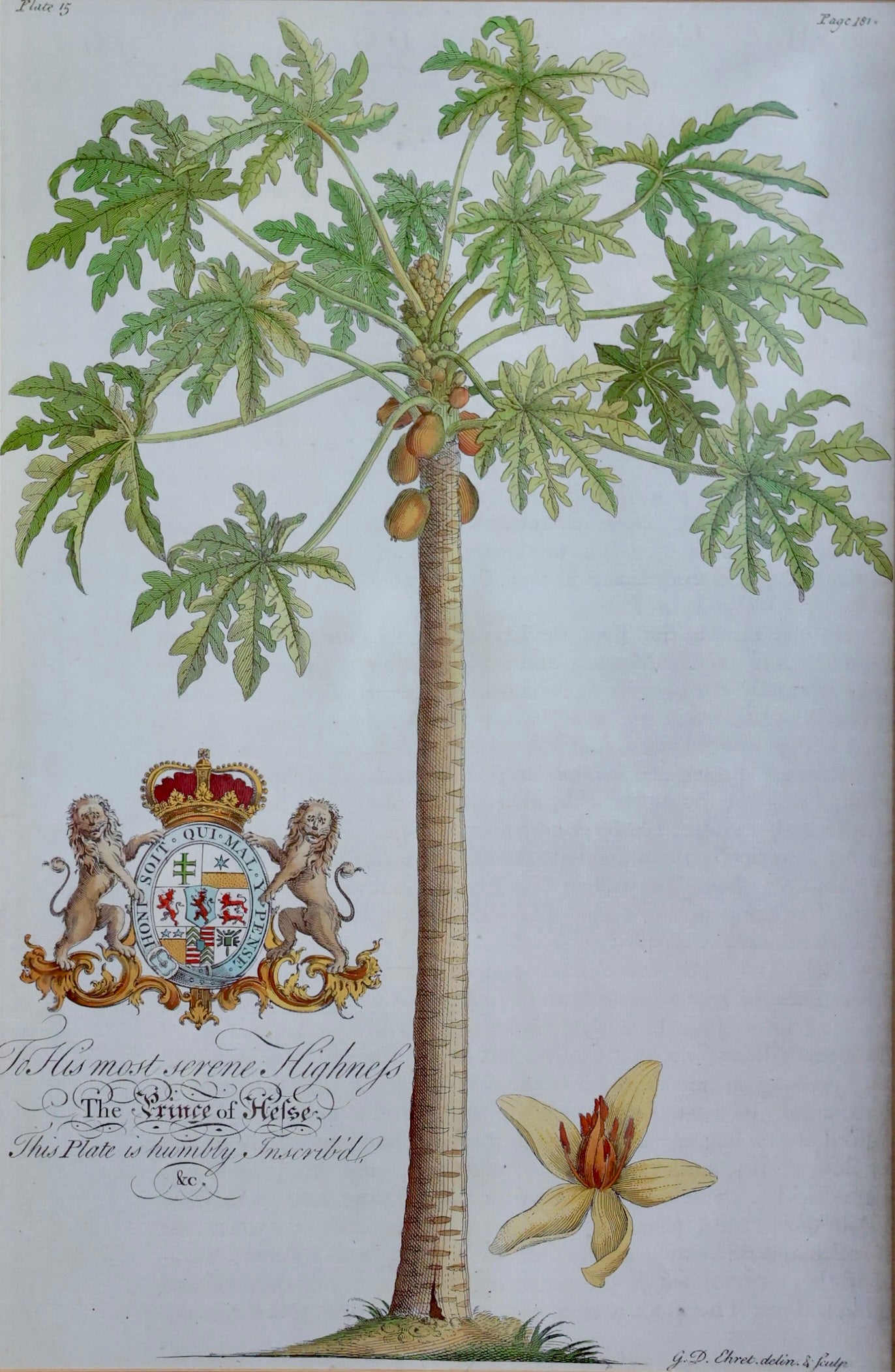 Botanical Print - After Georg Dionysius Ehret (German 1708-1770)