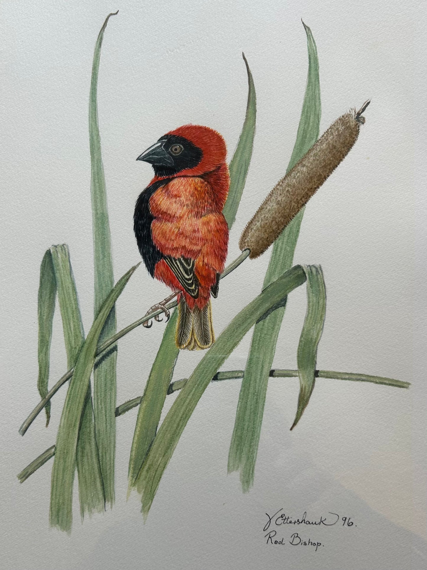 Valerie ETTERSHANK - Red Bishop