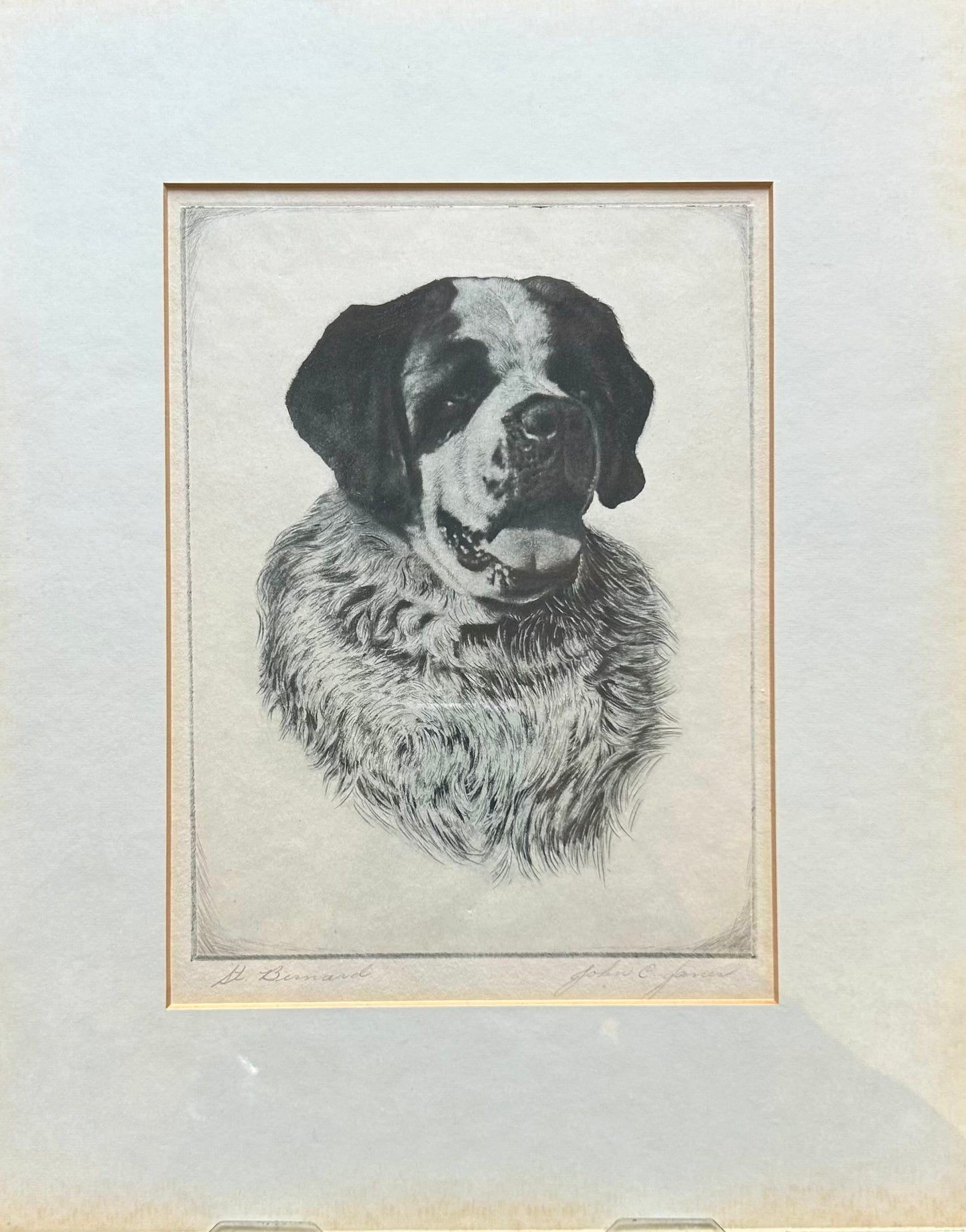 John C James - Etching - St Bernard
