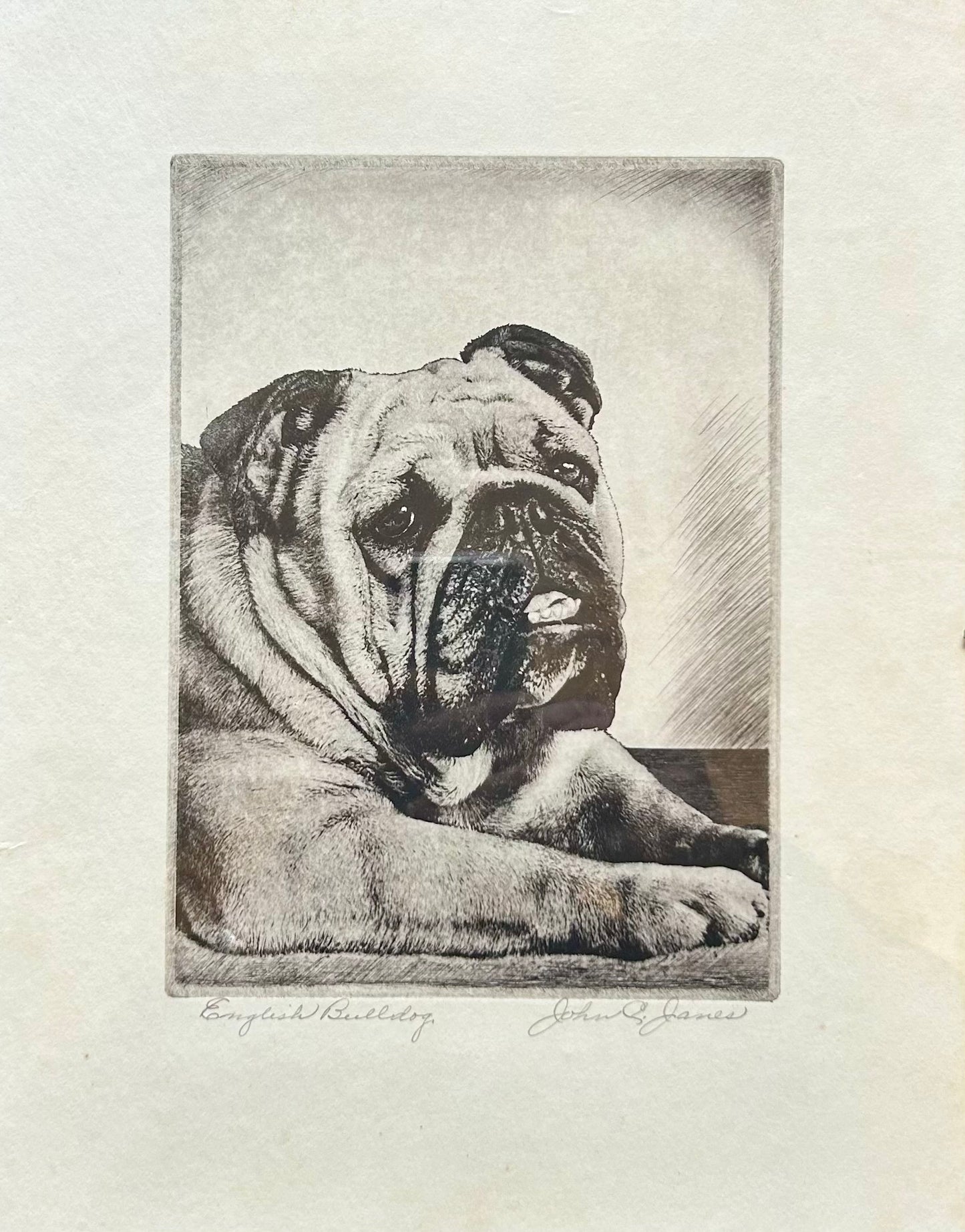 John C James - Etching - English Bulldog