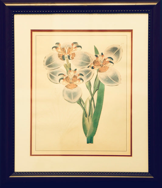 Set of six framed Botanical Prints