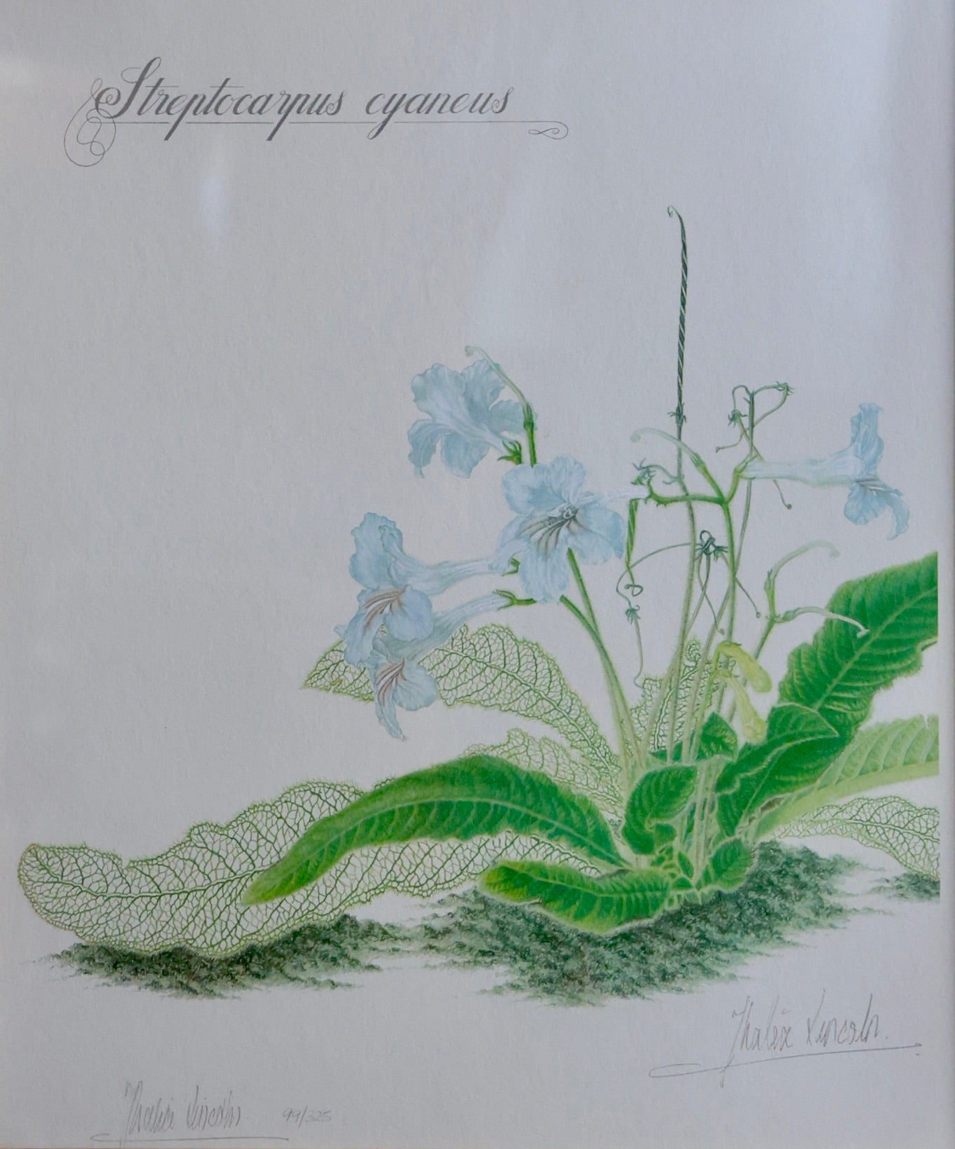 Framed limited Edition Signed Print by Thalia Lincoln 99/325