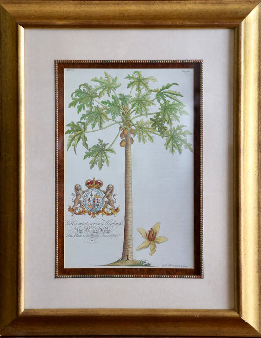 Botanical Print - After Georg Dionysius Ehret (German 1708-1770)