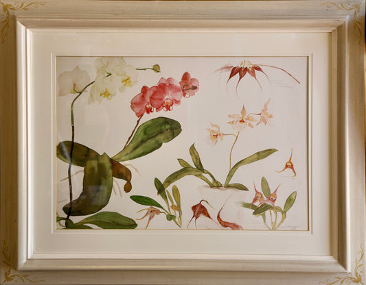 Beautifully framed Print of Orchid Studies by Elizabeth Blackadder