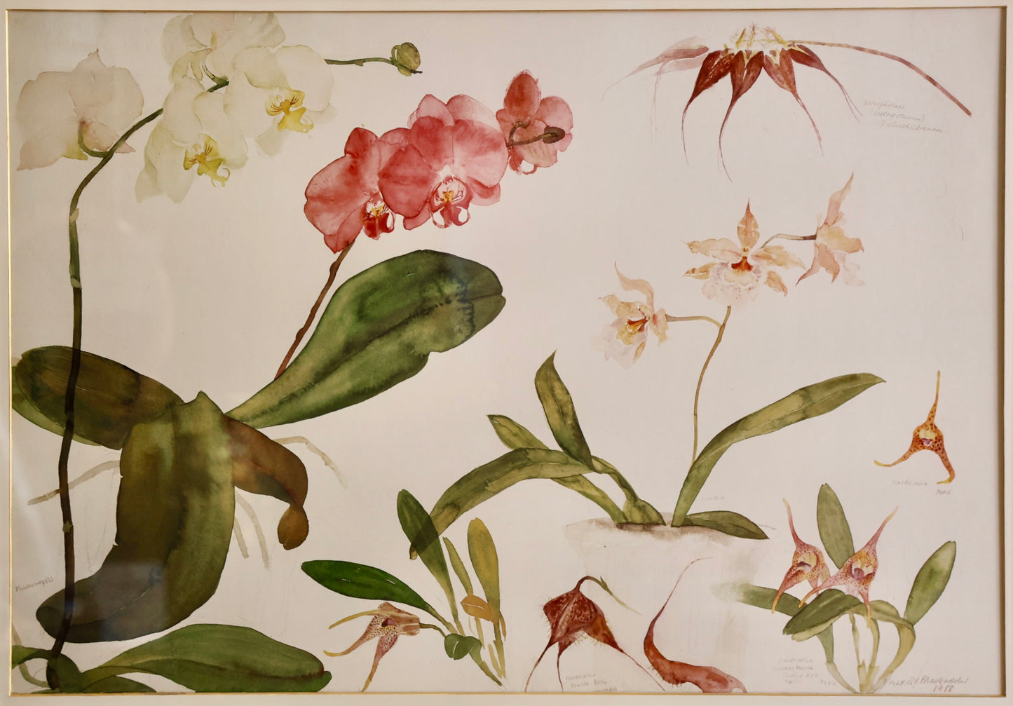 Beautifully framed Print of Orchid Studies by Elizabeth Blackadder