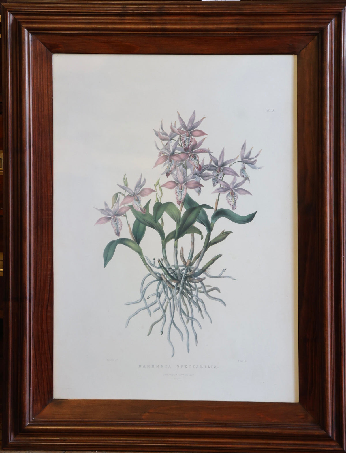 Pair of framed Botanical Prints within rich wooden frames