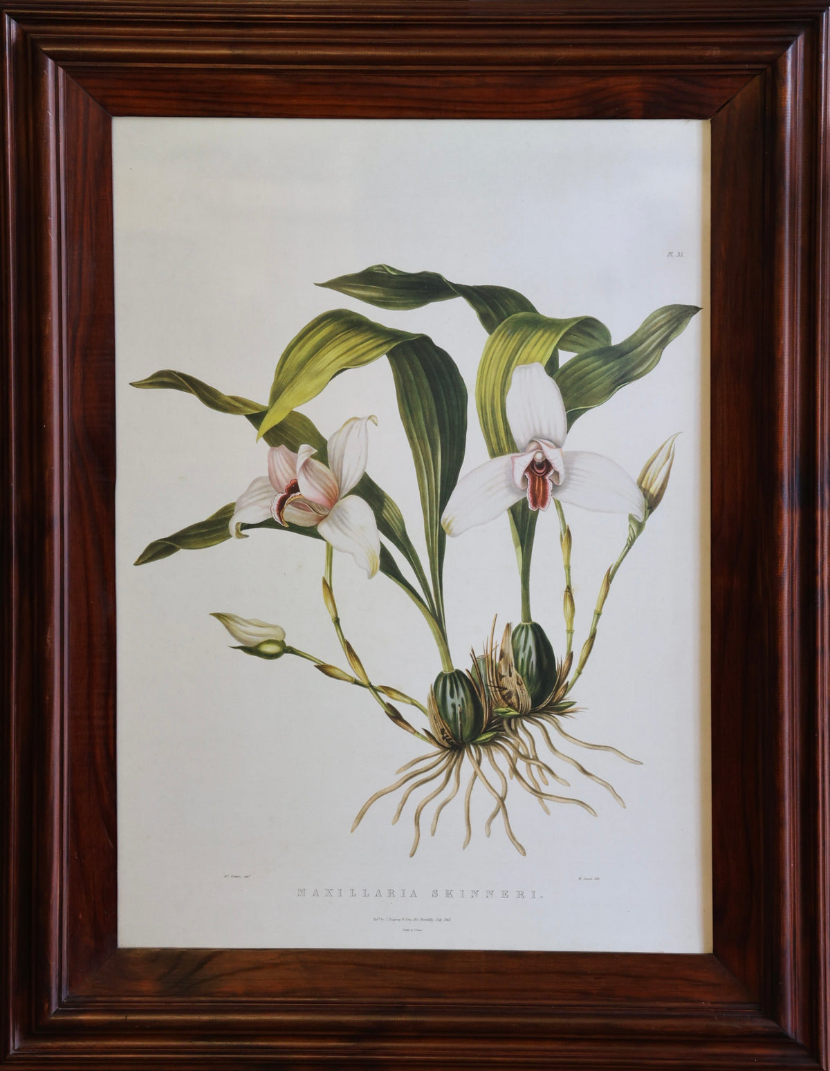 Pair of framed Botanical Prints within rich wooden frames