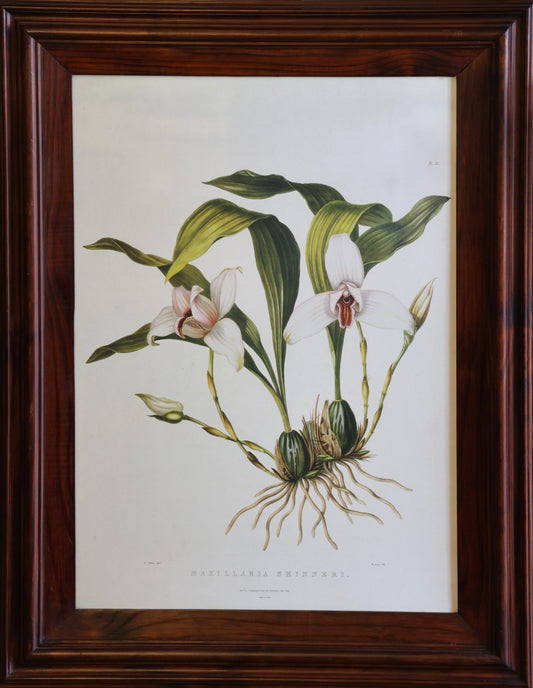 Pair of framed Botanical Prints within rich wooden frames