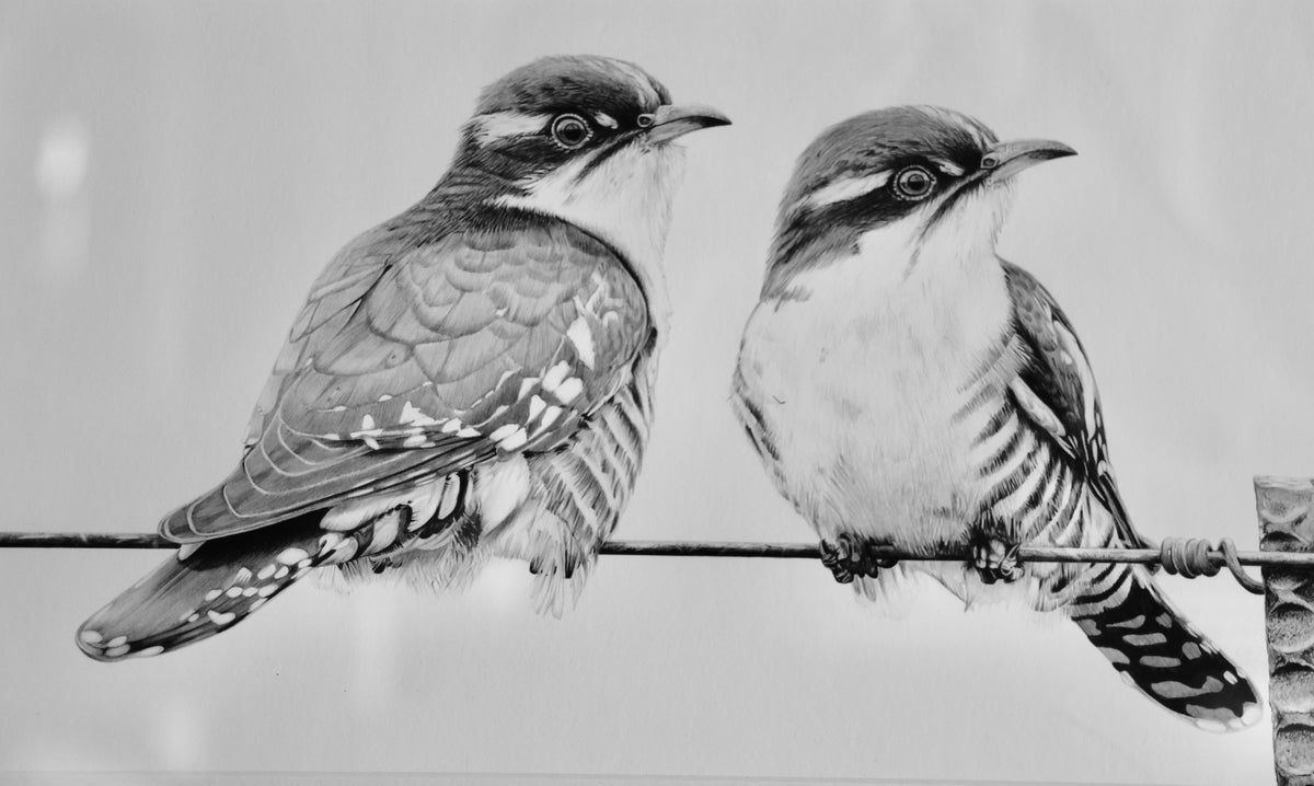 Craig IVOR (1977) limited edition 20/25 print of "Diederik Cuckoo".