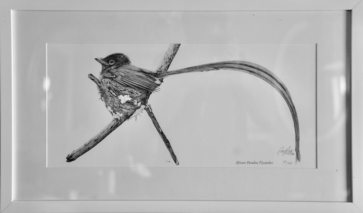 Craig IVOR (1977) limited edition 13/25 print of "African Paradise Flycatcher".