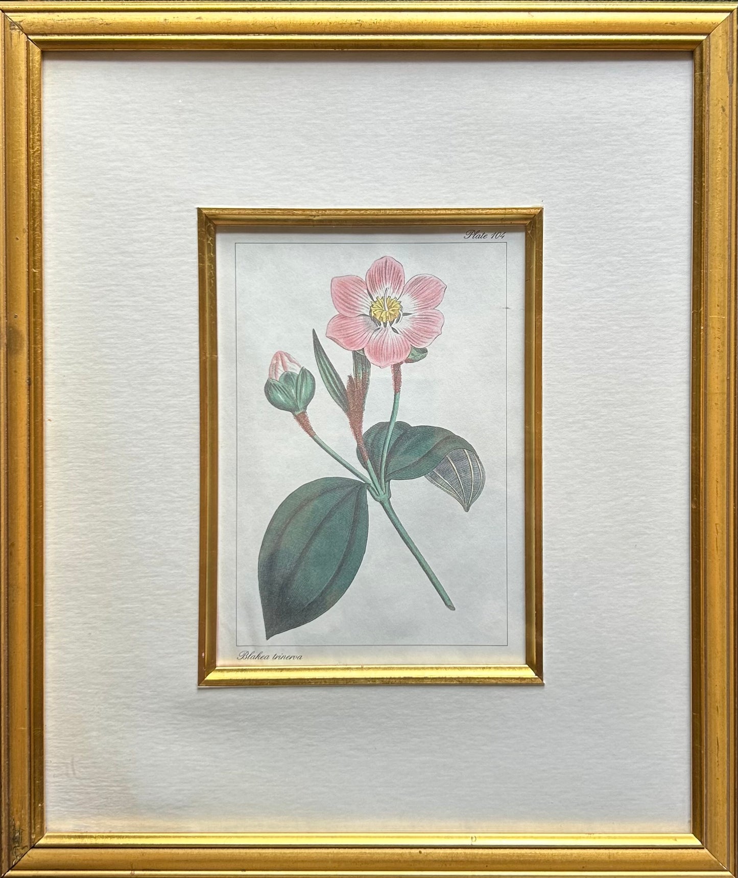Set of five Botanical Prints - R895 each