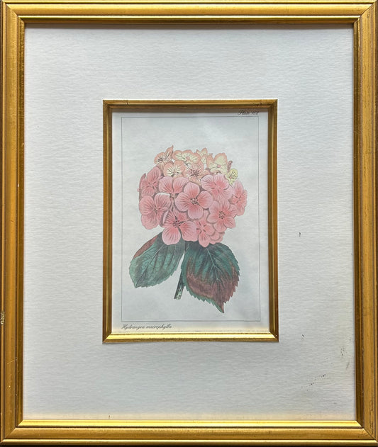 Set of five Botanical Prints - R895 each