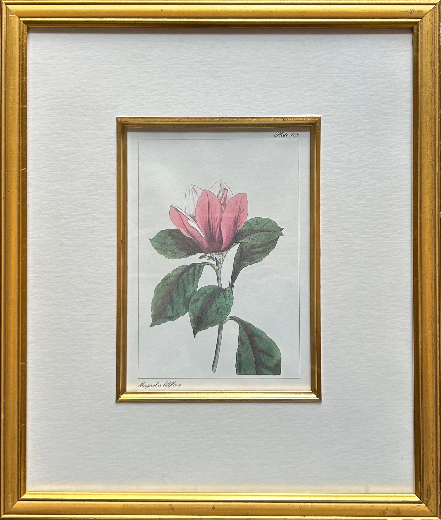 Set of five Botanical Prints - R895 each