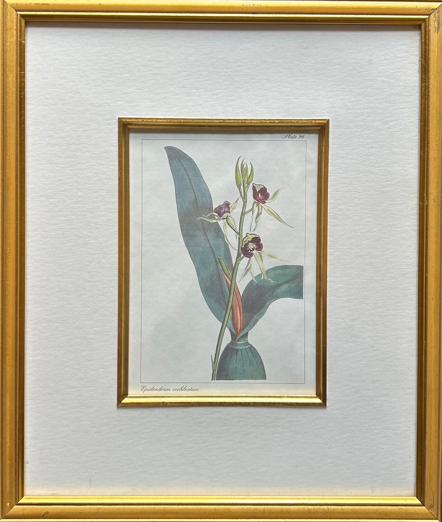 Set of five Botanical Prints - R895 each