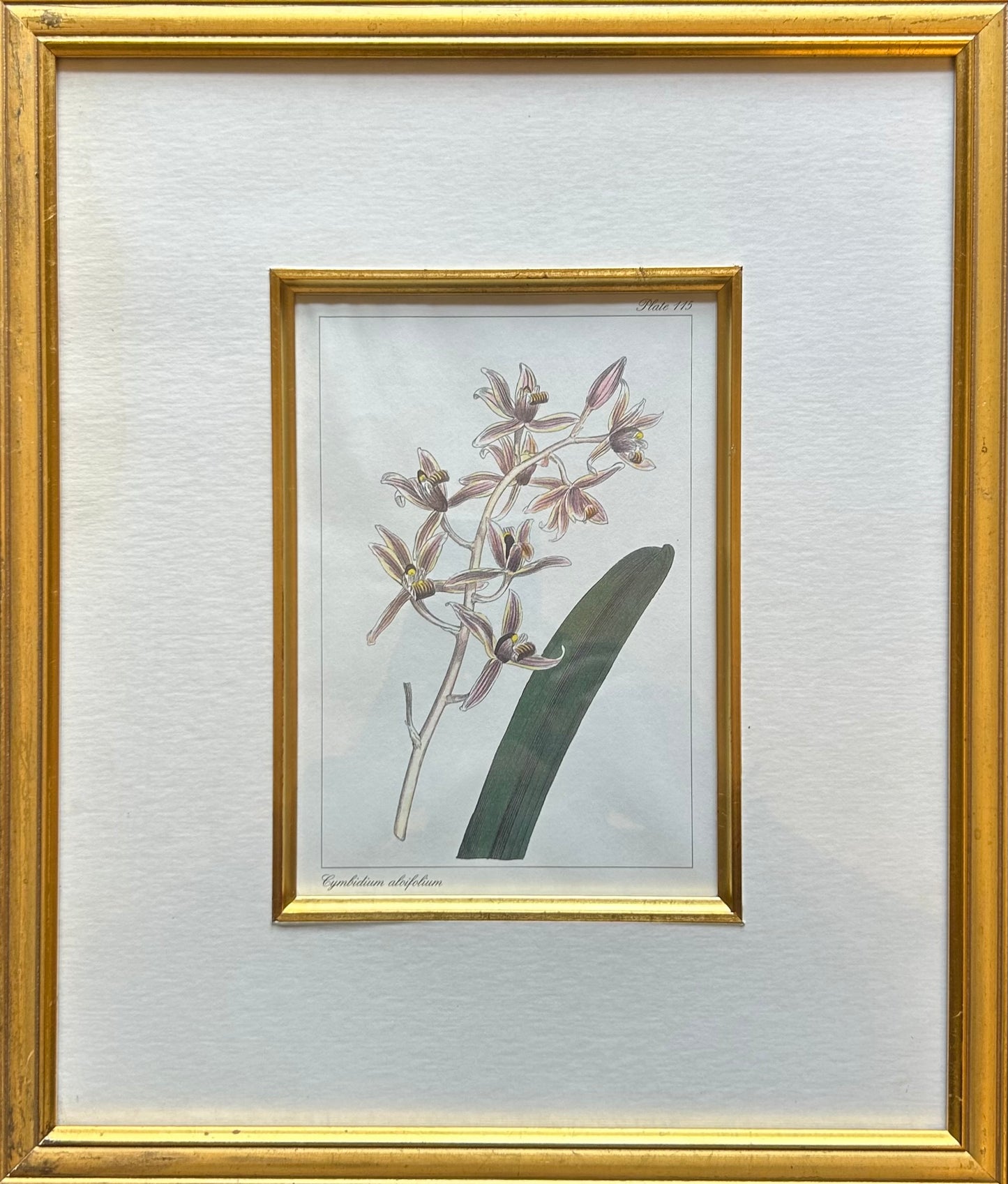 Set of five Botanical Prints - R895 each