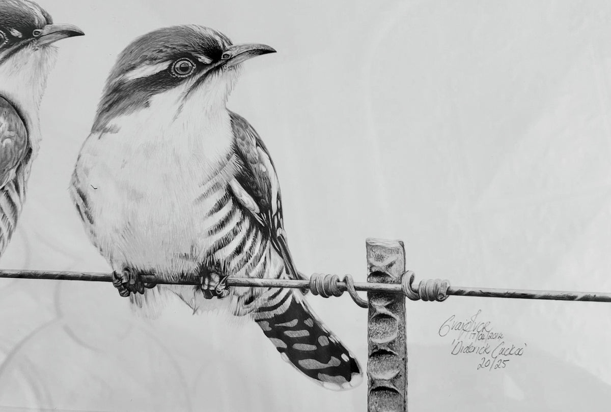 Craig IVOR (1977) limited edition 20/25 print of "Diederik Cuckoo".