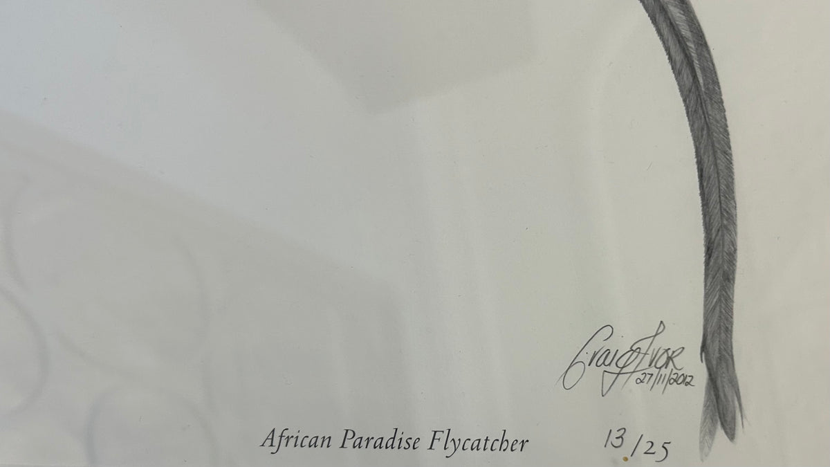Craig IVOR (1977) limited edition 13/25 print of "African Paradise Flycatcher".