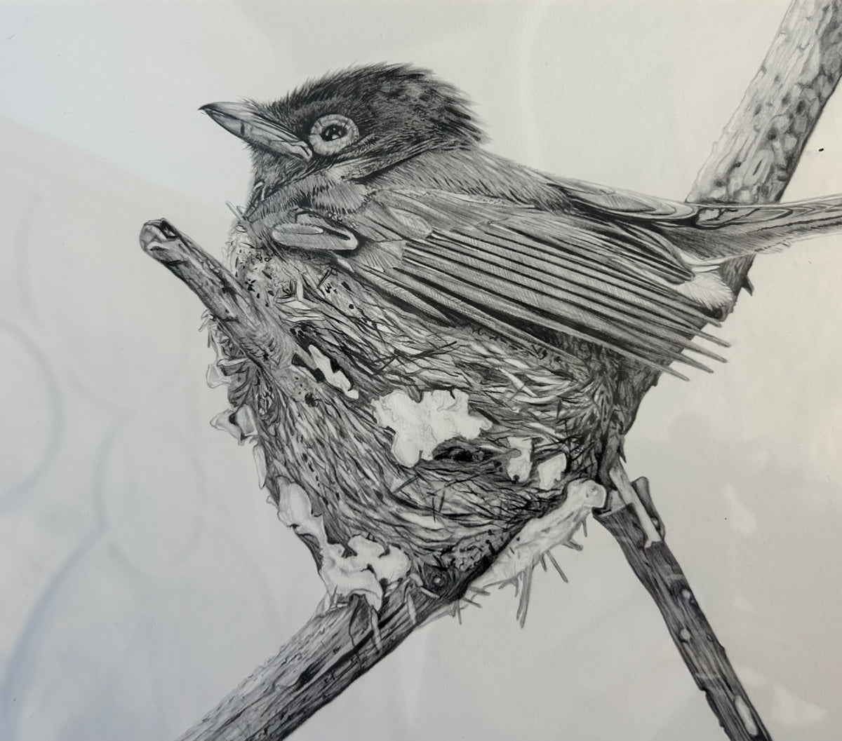 Craig IVOR (1977) limited edition 13/25 print of "African Paradise Flycatcher".
