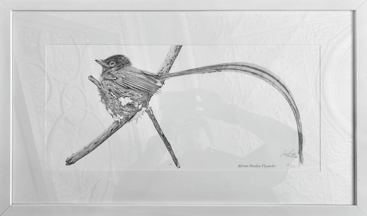 Craig IVOR (1977) limited edition 13/25 print of "African Paradise Flycatcher".
