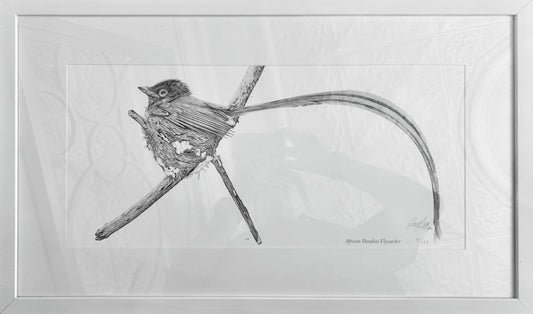 Craig IVOR (1977) limited edition 13/25 print of "African Paradise Flycatcher".