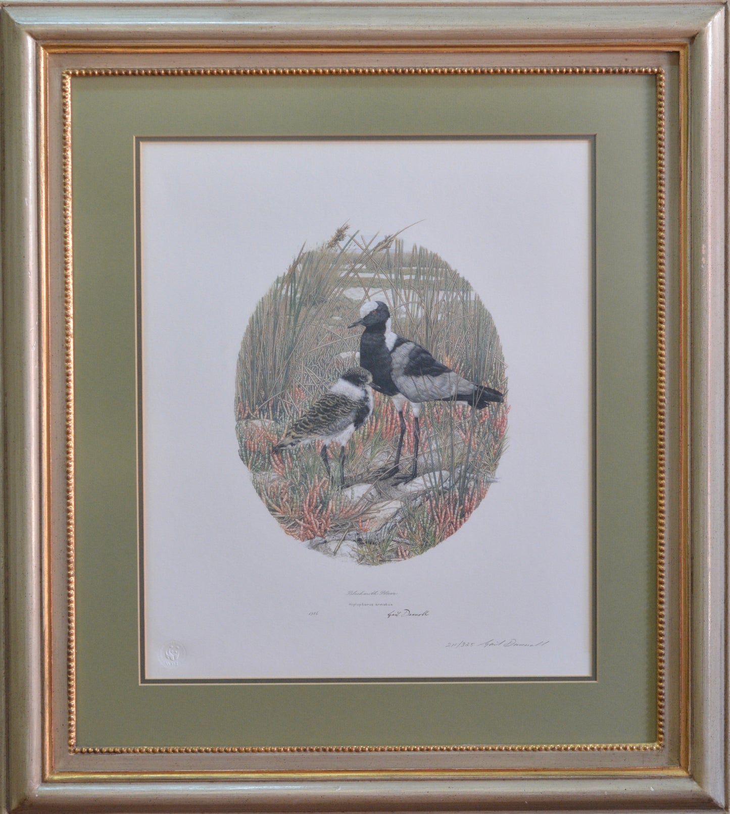 Gail Darroll (SA, Born 1952) 4 beautifully framed limited edition Prints.