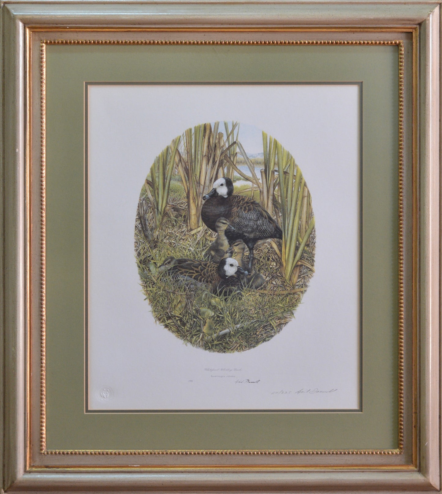 Gail Darroll (SA, Born 1952) 4 beautifully framed limited edition Prints.